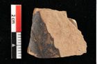Foto (Detailansicht) von Sphaeria interpungens Heer (NHMW-GEO-2024-0188-0018)